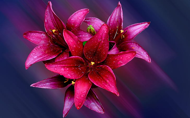 Lilly Red Flowers Desktop Wallpaper HD for mobile phones and laptops 2560×1600, HD wallpaper