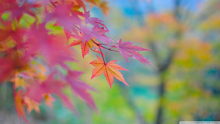 pink and brown maple leaf, selective focus photography of maple leafs, HD wallpaper