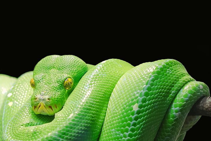 green viper snake, python, predator, reptile, animal, nature, HD wallpaper