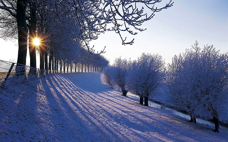 Wonderful Winter Wonderl, trees covered with snow, wonderland, HD wallpaper