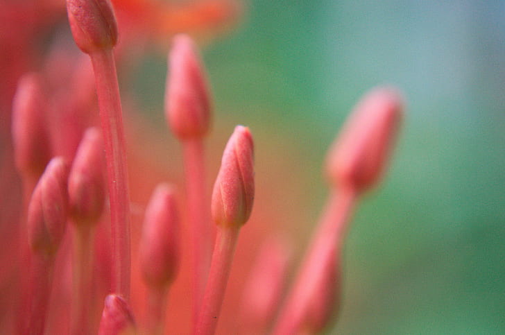 macro shot of pink flower bud, Buddies, flower  bud, nikon, closeup