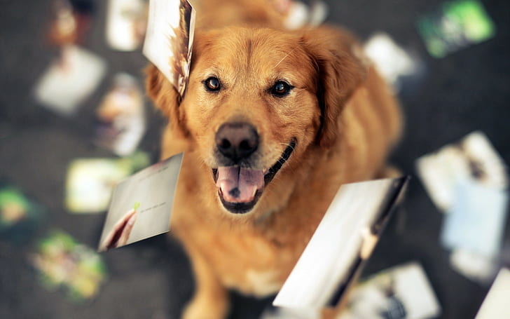 Animals, Dog, Golden Retrievers, Photography, HD wallpaper