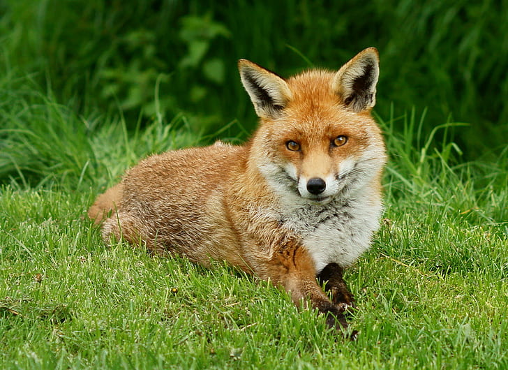 orange fox lying in green grass, British  Wildlife  Centre, Newchapel  Surrey