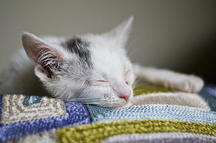 white and black tabby kitten, Shiva, sleeps, 35mm, f/2, O.C.