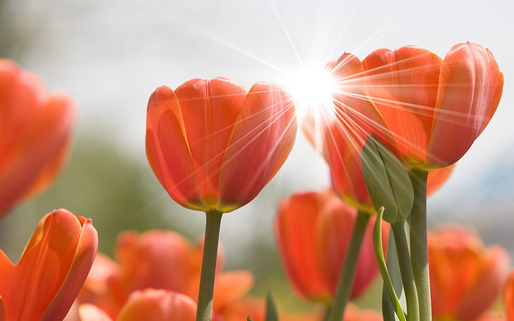 orange tulip flowers, tulips, buds, rays, sun, spring, close-up