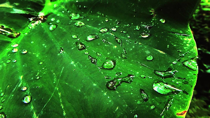 gotas, grande, hoja, naturaleza, rocio, verde, drop, wet, green color, HD wallpaper