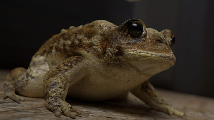 frog cgi amphibian, animal themes, one animal, reptile, animal wildlife, HD wallpaper
