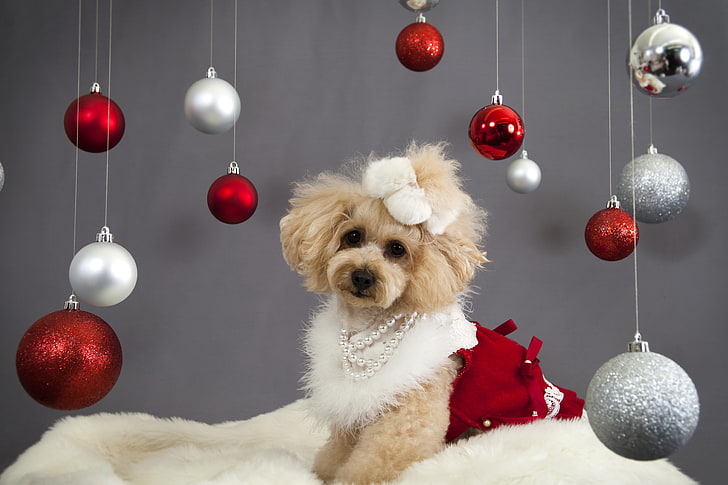 adult fawn toy poodle, dog, christmas ornaments, face, holiday