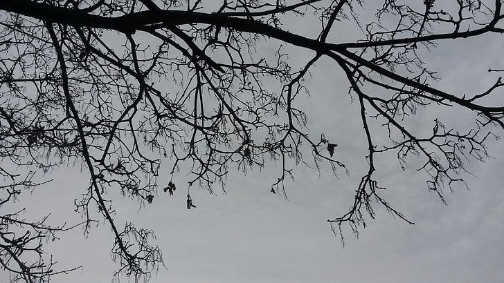 black and white tree painting, trees, branch, winter, sky, plant