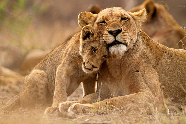 lion, Kruger National Park, nature, animals, lion - feline, HD wallpaper