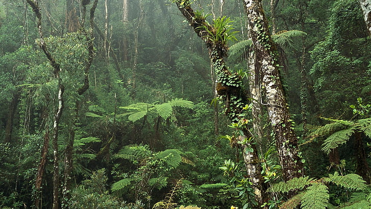 vegetation, forest, kinabalu park, rainforest, sabah, malaysia, HD wallpaper