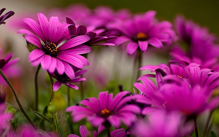 pink and purple petaled flowers, nature, purple flowers, depth of field, HD wallpaper