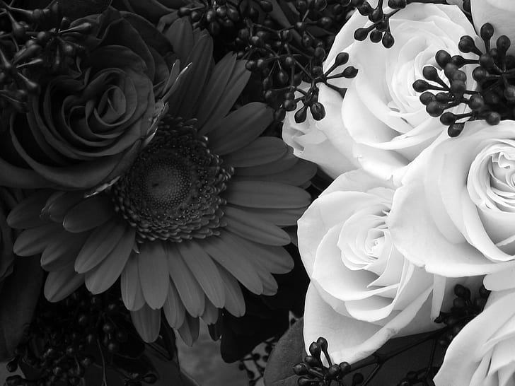 Black&withe, roses, withe roses, wall, flowers, daisy, 3d and abstract