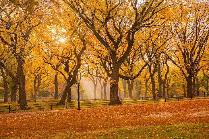 photo of yellow leaf trees, central park, central park, NYC, New York City, HD wallpaper