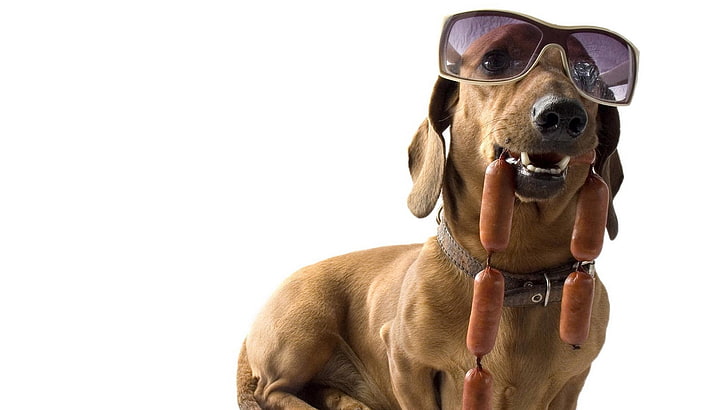 adult brown dachshund and sausage, dog, sunglasses, sausages