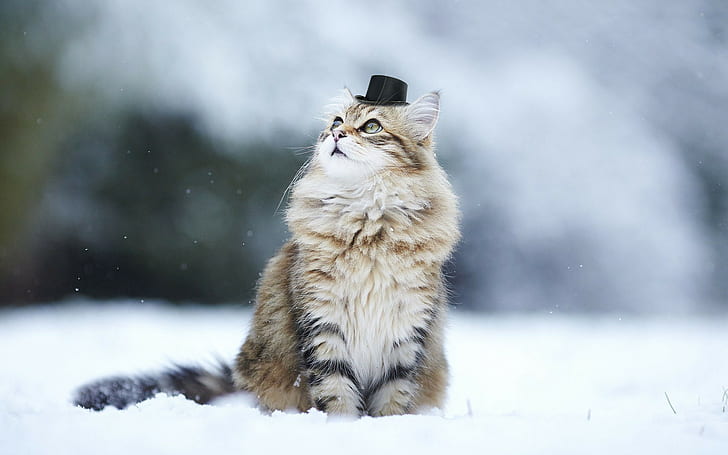 cat, animals, nature, snow, winter, depth of field, hat, HD wallpaper
