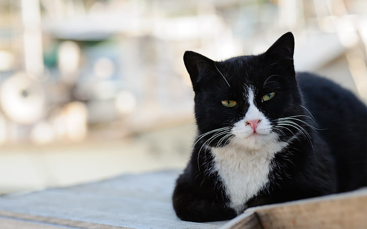 tuxedo cat, face, black and white, street, lies, Kote, animal themes