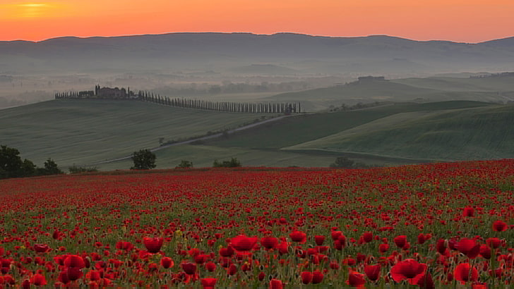 field, the sky, sunset, flowers, fog, hills, Maki, Italy, Italia, HD wallpaper