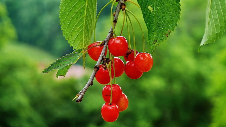 nature, fruit, cherries (food), red, healthy eating, food and drink