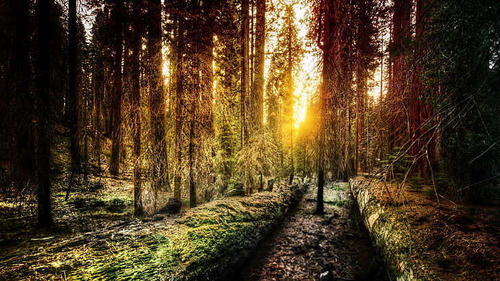 footpath in between forest, sunset, landscape, sunlight, trees, HD wallpaper