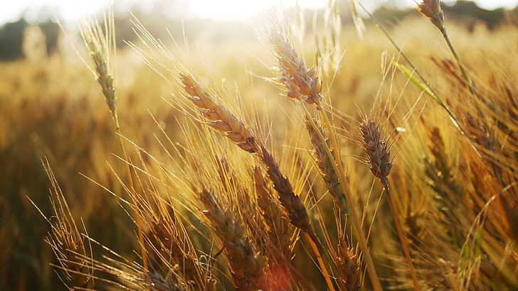 hd  widescreen nature 1920x1080, cereal plant, growth, crop