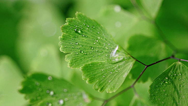 green leaf plant, nature, leaves, closeup, macro, plants, water drops, HD wallpaper