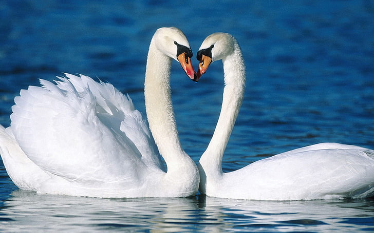 Swans Couple In Water, two white swans, Animals, Birds, animals in the wild