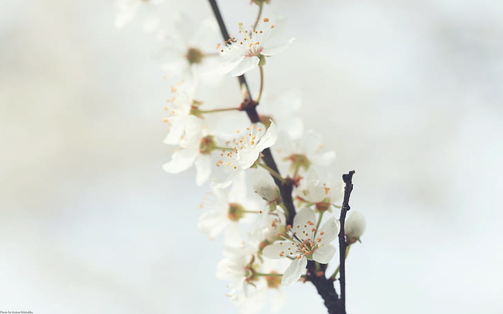 cherry trees, flowers, blossoms, branch, white flowers