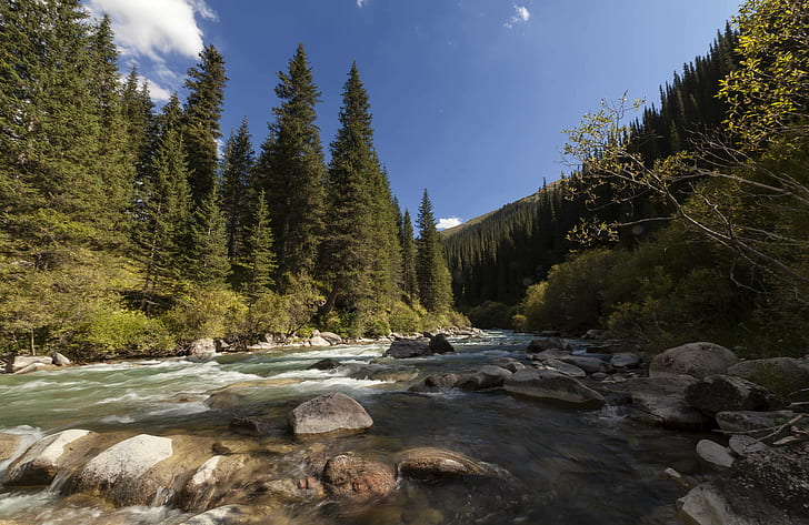 river surrounded by pine tress, Kyrgyzstan, central asia, forest, HD wallpaper