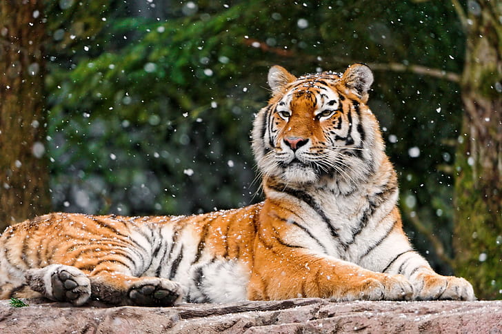 siberian tiger 4k full hd background