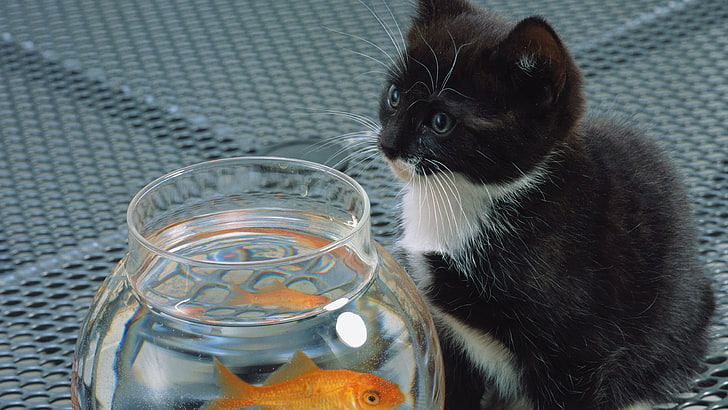 tuxedo kitten, animals, goldfish, fishbowls, cat, kittens, domestic, HD wallpaper