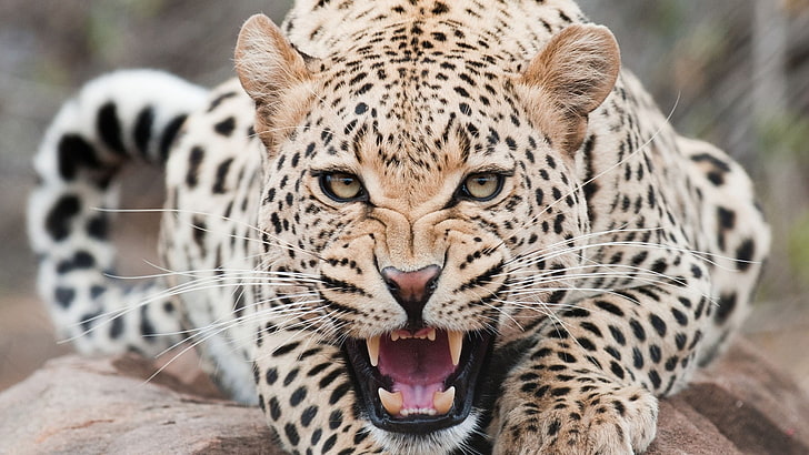 brown and black tiger, leopard, predator, face, teeth, aggression, HD wallpaper