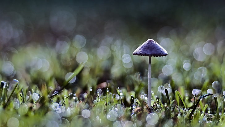 purple mushroom, bokeh, grass, nature, macro, plants, fungus, HD wallpaper