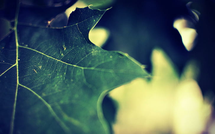 Leaf close up, green leaf, photography, 1920x1200