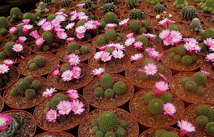 green cacti plant, flowering, pots, breeding, nature, botany, HD wallpaper