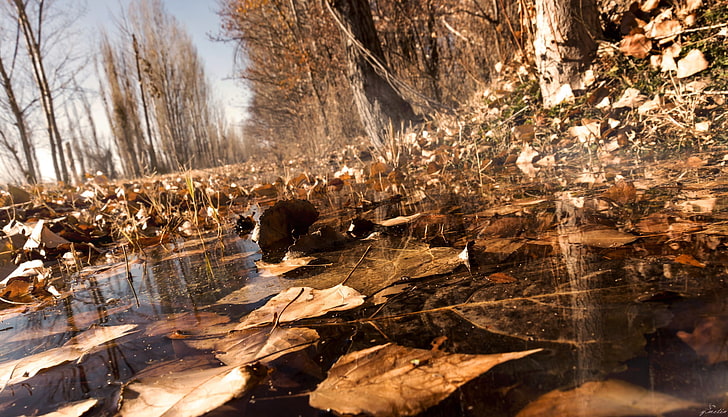 brown and black wooden table, fall, nature, water, leaves, trees