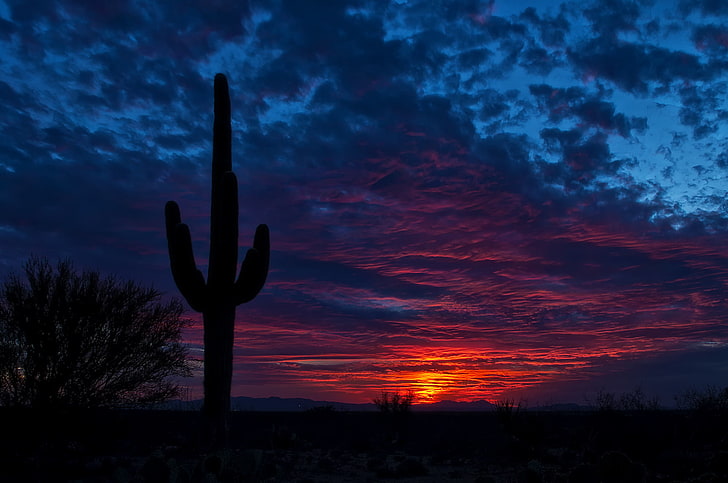 black cactus, tucson, arizona, night, sky, sunset, silhouette, HD wallpaper