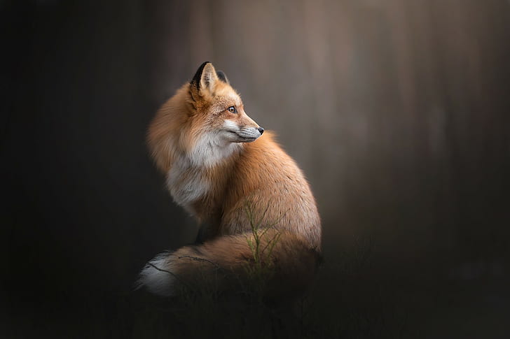 fox, landscape, animals, HD wallpaper