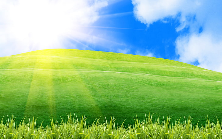 green grass field wallpaper, greens, summer, the sky, the sun, HD wallpaper
