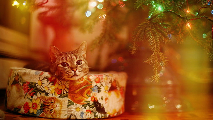 orange tabby cat, lights, Christmas, animal themes, mammal, one animal, HD wallpaper