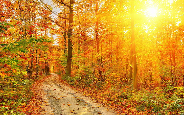 HD wallpaper: autumn, fall, foliage, path, rustic, sunlight | Wallpaper  Flare
