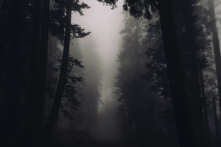 HD wallpaper: black-and-white, creepy, dark, eerie, Fog, Foggy, Forest,  nature | Wallpaper Flare