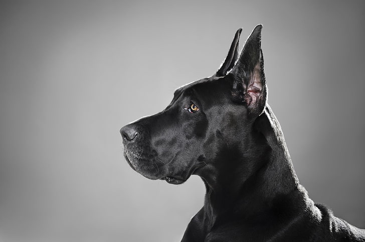 adult black great dane, dog, profile, breed, pets, animal, purebred Dog, HD wallpaper