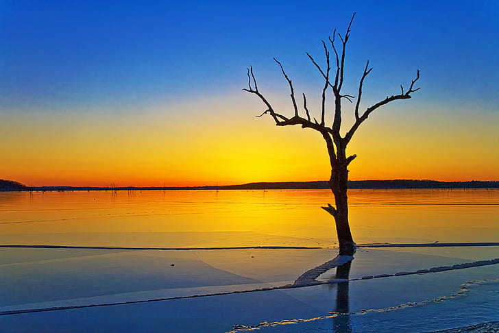 photography of leafless tree near body of water while golden hour, HD wallpaper