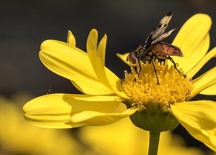 Horsefly perching on yellow cluster flower in close-up photo, rubia, mosca, rubia, mosca