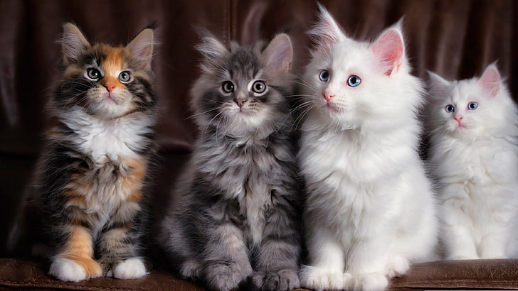 cat, kitten, whiskers, face, eyes, cute, animal, pet, HD wallpaper