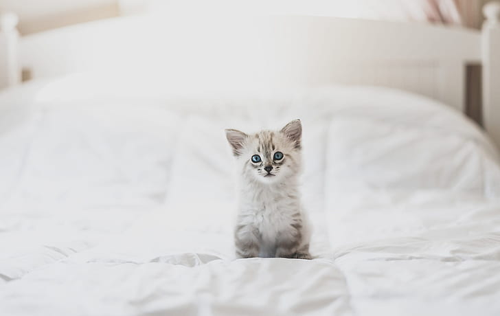 white, look, pose, kitty, background, room, bed, light, baby