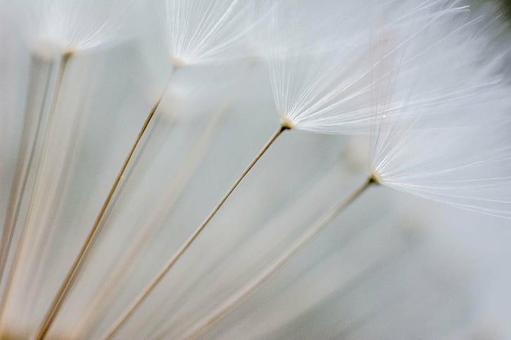 selective focus photography of dandelion flowers, filter, close-up, HD wallpaper