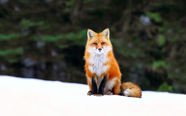 Winter, fox, snow, forest, HD wallpaper