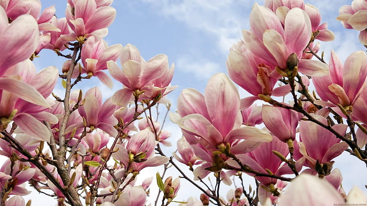 magnolia, magnolia tree, blossom, blooming, bloomy, beautiful, HD wallpaper